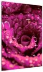 Mivali Tabloul cu floarea trandafirului roz, dintr-o bucată 50x70 cm (V020056V5070)