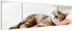 Mivali Tablou - Pisicuța adormită, din trei bucăți 170x50 cm (V023293V17050)