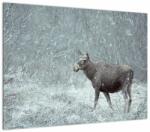 Mivali Tablou - Elan într-o pădure înzăpezită, dintr-o bucată 70x50 cm (V023401V7050)