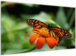 Mivali Tablou cu fluture pe floare, dintr-o bucată 120x70 cm (V021244V12070)