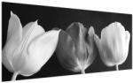 Mivali Tablou - Lalele alb negre, dintr-o bucată 200x100 cm (V021916V200100)