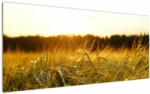 Mivali Tablou iarba cu rouă, dintr-o bucată 120x50 cm (V020584V12050)