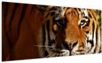 Mivali Tablou cu tigrul, dintr-o bucată 100x40 cm (V021272V10040)