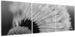 Mivali Tablou cu păpădie - albnegru, din trei bucăți 120x40 cm (V021606V12040)