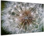 Mivali Tablou cu păpădie, dintr-o bucată 90x60 cm (V020954V9060)