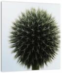 Mivali Tablou pe sticlă - Sfere de flori, dintr-o bucată 30x30 cm pe sticlă (V022586V3030GD)