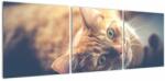 Mivali Tablou - Pisici pe podea, din trei bucăți 120x40 cm (V022592V12040)