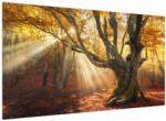 Mivali Tablou - Lumina de toamnă, dintr-o bucată 120x70 cm (V023856V12070)