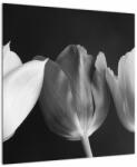 Mivali Tablou - Lalele alb negre, dintr-o bucată 50x50 cm (V021916V5050)