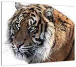 Mivali Tablou cu tigrul, dintr-o bucată 70x50 cm (V021143V7050)