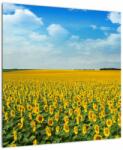 Mivali Tablou - câmp cu floarea soarelui, dintr-o bucată 50x50 cm (V020250V5050)
