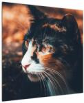 Mivali Tablou - Privirea pisicii, dintr-o bucată 70x70 cm (V022578V7070)
