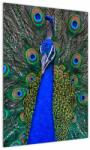 Mivali Tablou - Păun, dintr-o bucată 50x70 cm (V021587V5070)