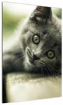 Mivali Tablou cu pisicuța, dintr-o bucată 50x70 cm (V020957V5070)
