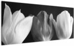 Mivali Tablou - Lalele alb negre, dintr-o bucată 120x50 cm (V021916V12050)
