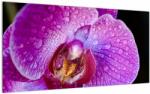 Mivali Tablou pe sticlă detailat cu floare de orhidee, dintr-o bucată 100x50 cm pe sticlă (V020314V10050GD)