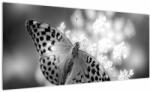 Mivali Tablou - Detailu cu fluture care polenizează floare, dintr-o bucată 100x40 cm (V022085V10040)