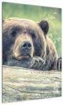 Mivali Tablou cu urs, dintr-o bucată 50x70 cm (V020899V5070)