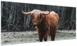 Mivali Tablou - Vacă scoțiană 2, dintr-o bucată 100x40 cm (V023931V10040)