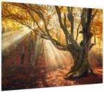 Mivali Tablou - Lumina de toamnă, dintr-o bucată 70x50 cm (V023856V7050)