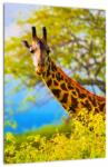 Mivali Tablou - Girafa în Africa, dintr-o bucată 30x40 cm (V023370V3040)
