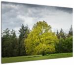 Mivali Tablou - Copac verde în câmp, dintr-o bucată 100x70 cm (V022540V10070)