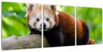 Mivali Tablou cu panda roșie, din trei bucăți 90x30 cm (V020455V9030)