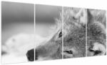 Mivali Tablou - Lup, alb-negru, din patru bucăți 160x80 cm (V024122V16080)