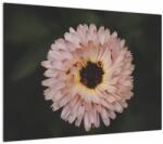 Mivali Tablou pe sticlă cu floare portocalie, dintr-o bucată 70x50 cm pe sticlă (V020428V7050GD)