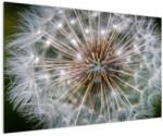 Mivali Tablou cu păpădie, dintr-o bucată 120x80 cm (V020954V12080)