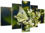 Mivali Tablou cu fluture, din cinci bucăți 150x105 cm (V021360V150105)