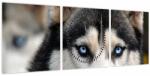 Mivali Tablou cu câinele husky (cu ceas), din trei bucăți 90x30 cm cu ceas (V020526V9030C)