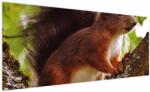 Mivali Tablou cu veverița, dintr-o bucată 250x125 cm (V020573V250125)