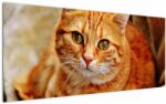 Mivali Tablou - Pisica tolenită, dintr-o bucată 120x50 cm (V022587V12050)