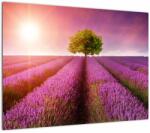 Mivali Tablou pe sticlă câmp cu lavandă, dintr-o bucată 70x50 cm pe sticlă (V021770V7050GD)
