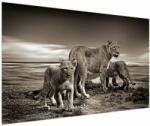 Mivali Tablou cu leii alb negri, dintr-o bucată 150x100 cm (V020475V150100)
