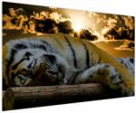Mivali Tablou tigrul dormind, dintr-o bucată 150x100 cm (V020408V150100)