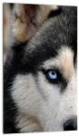 Mivali Tablou cu câinele husky, dintr-o bucată 20x30 cm (V020526V2030)