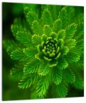Mivali Tablou cu coniferi, dintr-o bucată 30x30 cm (V020960V3030)