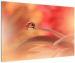 Mivali Tablou picăturii de rouă pe floare, dintr-o bucată 90x60 cm (V022158V9060)