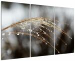 Mivali Tablou - Picături pe plantă, din trei bucăți 120x80 cm (V022650V120803PCS)