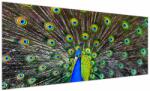 Mivali Tablou - Păun, dintr-o bucată 250x125 cm (V023700V250125)