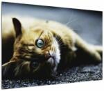 Mivali Tablou cu pisica, dintr-o bucată 100x70 cm (V020963V10070)