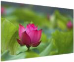 Mivali Tablou - floare de apă, dintr-o bucată 150x100 cm (V020286V150100)