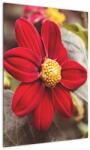 Mivali Tablou cu floare, dintr-o bucată 50x70 cm (V020279V5070)