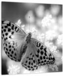 Mivali Tablou - Detailu cu fluture care polenizează floare, dintr-o bucată 30x30 cm (V022085V3030)