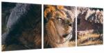 Mivali Tablou cu leul dormind (cu ceas), din trei bucăți 90x30 cm cu ceas (V021249V9030C)