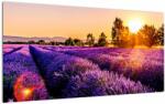 Mivali Tablou pe sticlă cu câmp de lavanda, dintr-o bucată 100x50 cm pe sticlă (V020540V10050GD)