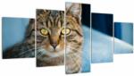 Mivali Tablou - Pisica domestică, din cinci bucăți 150x80 cm (V021323V150805PCS)
