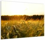 Mivali Tablou pe sticlă iarba cu rouă, dintr-o bucată 70x50 cm pe sticlă (V020584V7050GD)